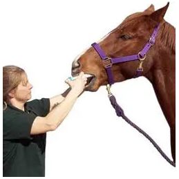 Durvet Ivermectin Horse Wormer Apple Flavor Broad Spectrum Equine Dewormer 6PCK